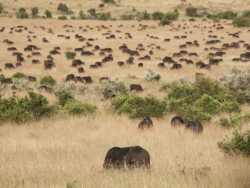 Summer Wildlife Safari in Africa - Image 3