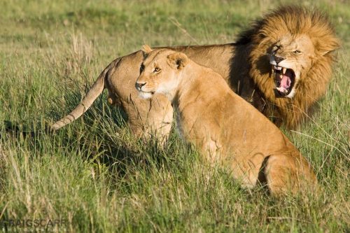 Summer Wildlife Safari in Africa - Image 2