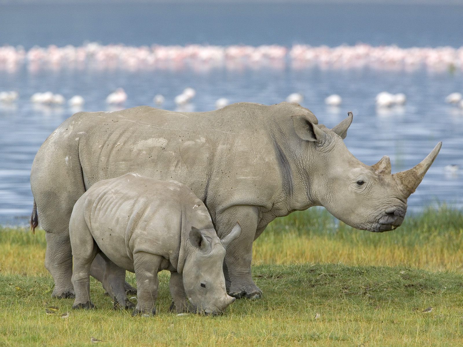 Lake Nakuru National Park