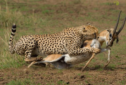 Summer Wildlife Safari in Africa - Image 5