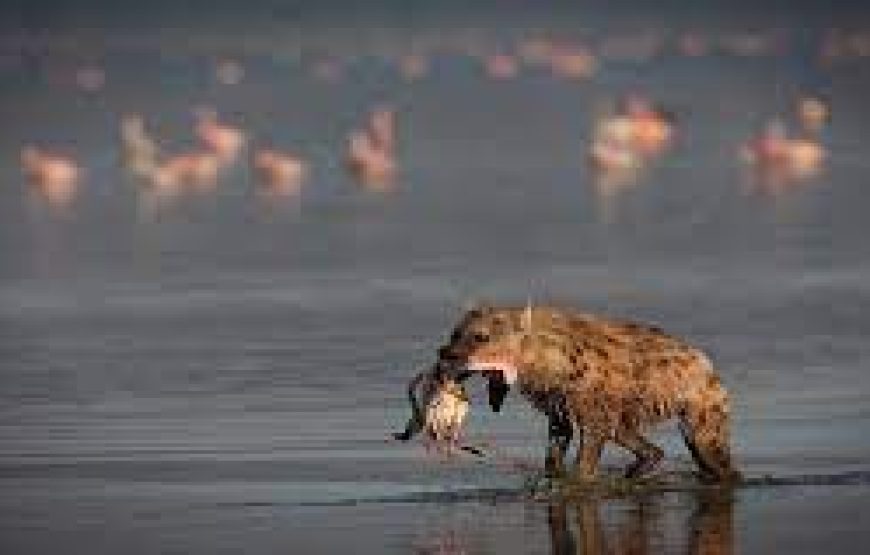 8 days Ultimate kenya safari with details