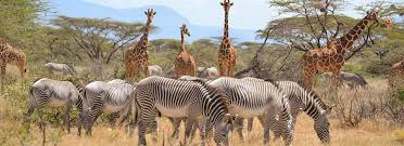 Abana Safaris - Top Tour Operator in Kenya, Africa Safaris, Car Rentals 
