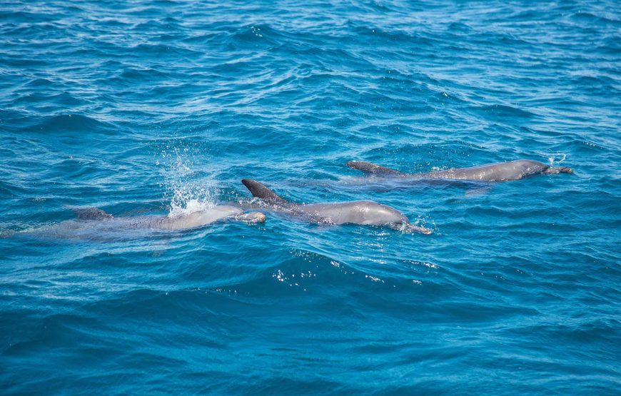 The best 10 days safari in Kenya from Nairobi