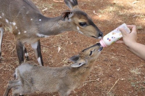 Nairobi Animal Orphanage - Things to do in Nairobi - Nairobi Day Tours - Image 3