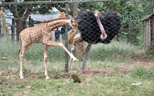 Nairobi Animal Orphanage - Things to do in Nairobi - Nairobi Day Tours - Image 2