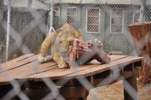 Nairobi orphanage lion eating