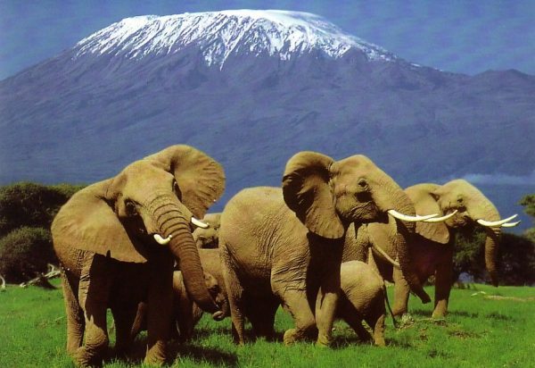 Amboseli - Tsavo - Mombasa Kenya Safari Package