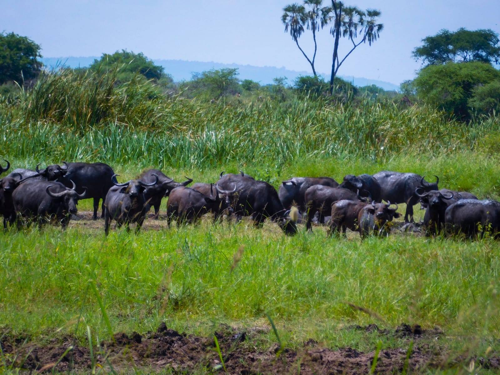 Abana Safaris - Top Tour Operator in Kenya, Africa Safaris, Car Rentals 