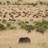 Summer Wildlife Safari in Africa - Image 3
