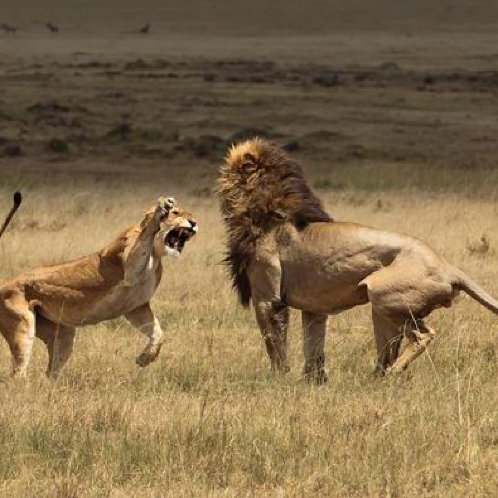 Masai Mara National Reserve, kenya safari lions