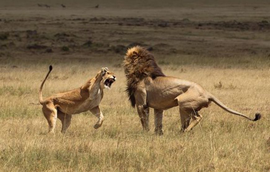 4 Days 3 nights – Best Masai Mara Safari