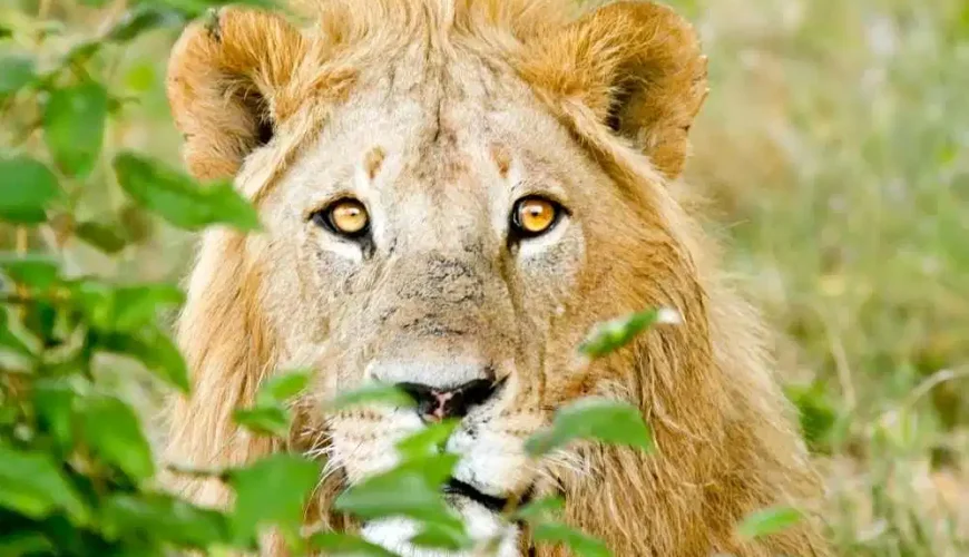 8 days Ultimate kenya safari with details