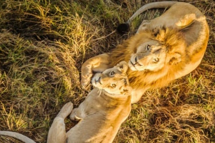 The best 10 days safari in Kenya from Nairobi