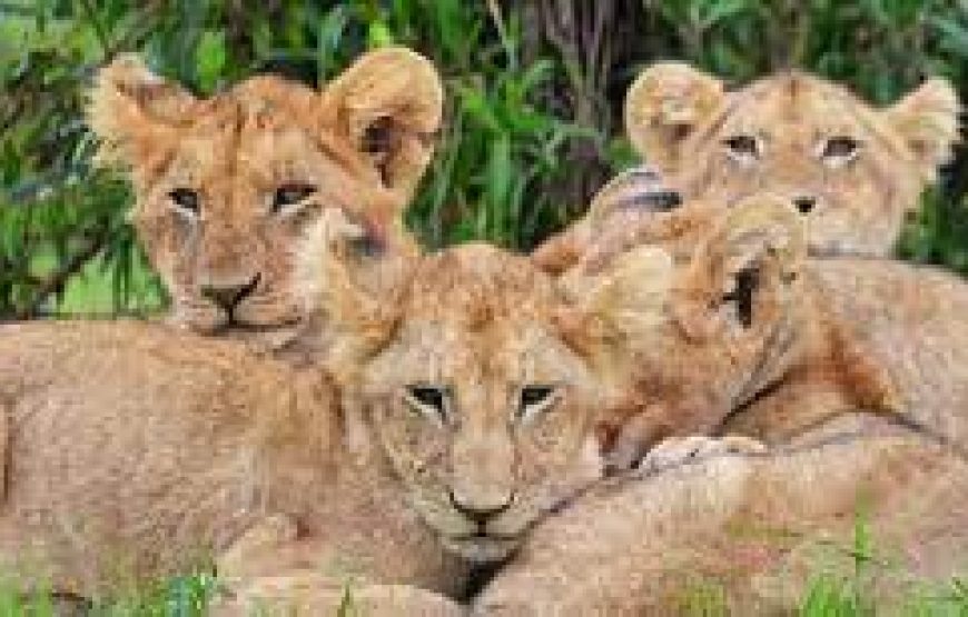 8 days Ultimate kenya safari with details