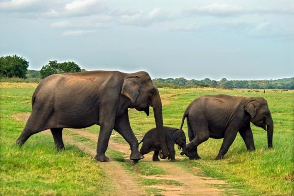8 days 7 nights tour in Sri Lanka starting from Colombo