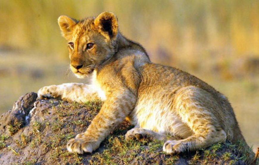 4 Days 3 nights – Best Masai Mara Safari