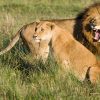 Summer Wildlife Safari in Africa - Image 2