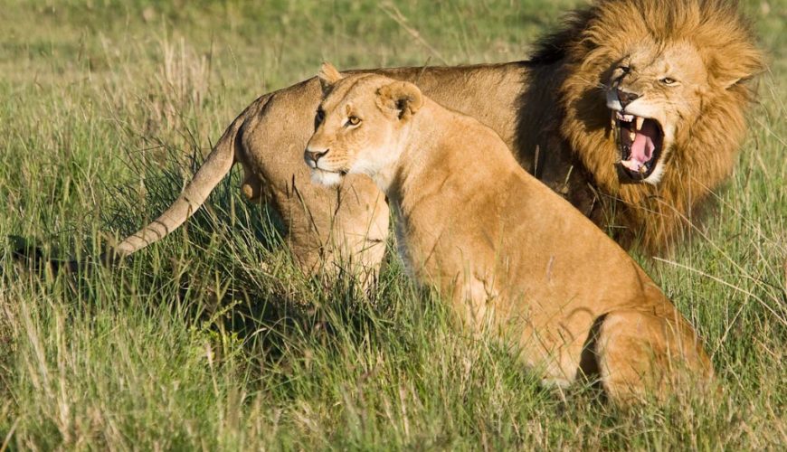 Tastes and Sounds of Africa Safaris