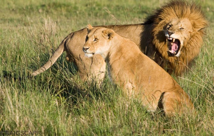 4 Days 3 nights – Best Masai Mara Safari