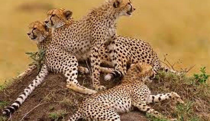 Summer Wildlife Safari in Africa