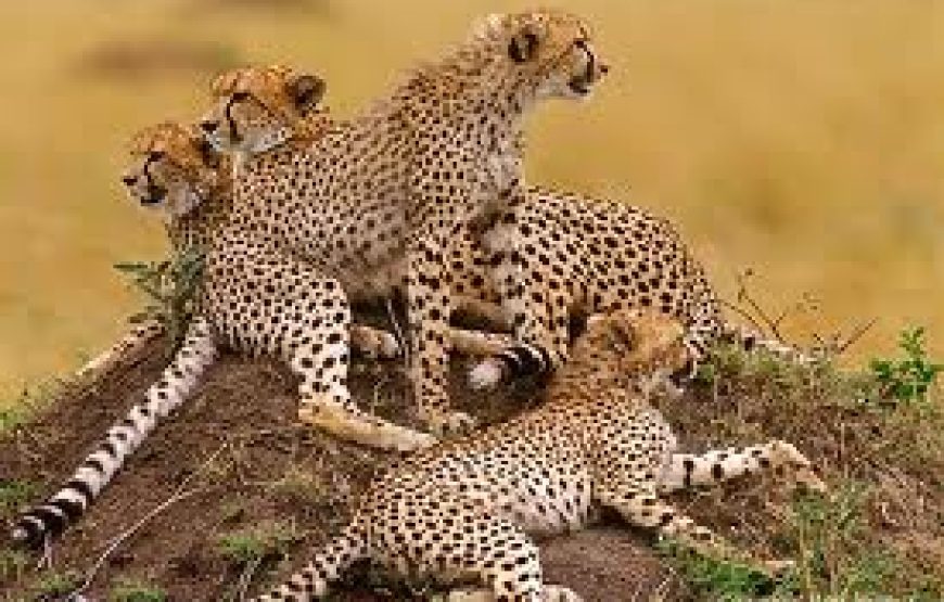 4 Days 3 nights – Best Masai Mara Safari