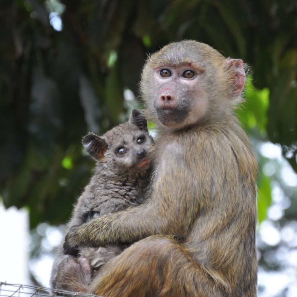 Nairobi animal orphanage monkey, Nairobi day tours, things to do in nairobi