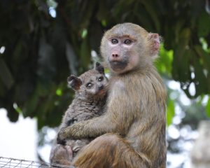 Nairobi Animal Orphanage - Things to do in Nairobi - Nairobi Day Tours