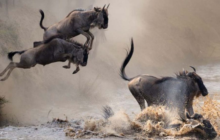 The best 10 days safari in Kenya from Nairobi