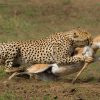 Summer Wildlife Safari in Africa - Image 5