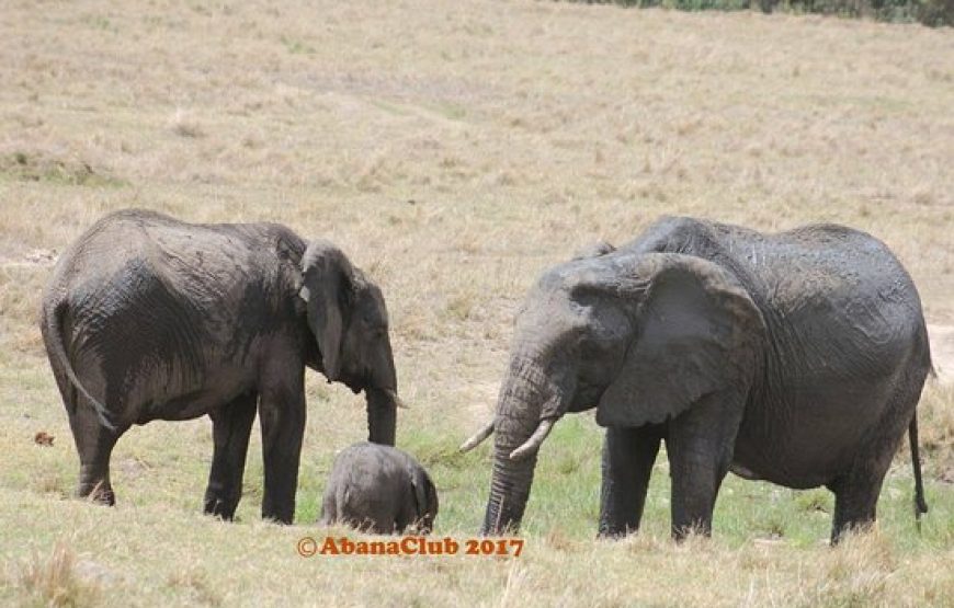 4 Days 3 nights – Best Masai Mara Safari