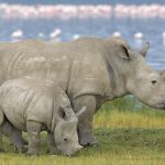 Lake Nakuru National Park all you need to know