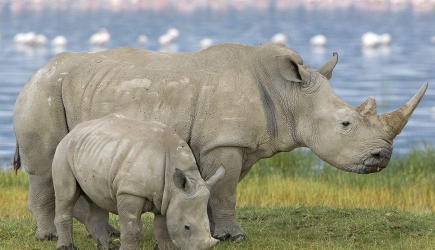 Lake Nakuru National Park all you need to know