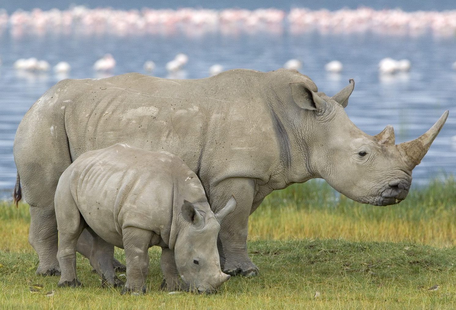 Lake Nakuru National Park all you need to know
