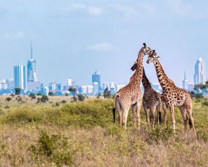 The best of Nairobi National Park with details