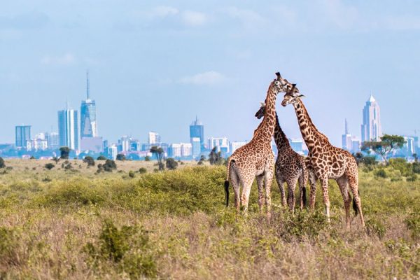 The best of Nairobi National Park with details