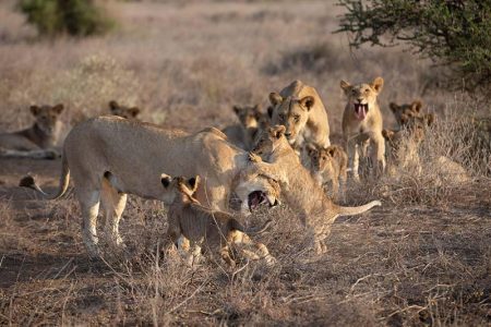 pride of Lions in Amboseli