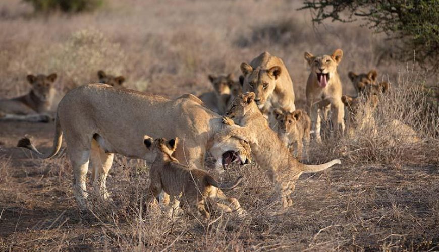 pride of Lions in Amboseli