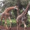 giraffe centre, giraffe centre Nairobi