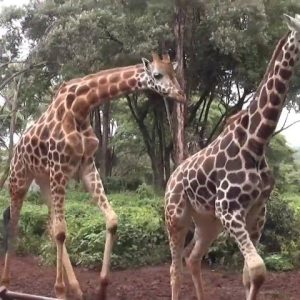 giraffe centre, giraffe centre Nairobi 