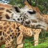 giraffe centre, giraffe centre Nairobi