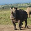 The best of Nairobi National Park with details - Image 9
