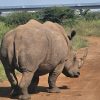 The best of Nairobi National Park with details - Image 8