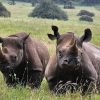 The best of Nairobi National Park with details - Image 7