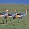 The best of Nairobi National Park with details - Image 6