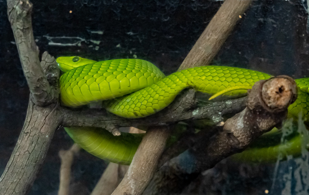 Nairobi Snake Park, Nairobi Snake Park tour, Nairobi national museum and snake park