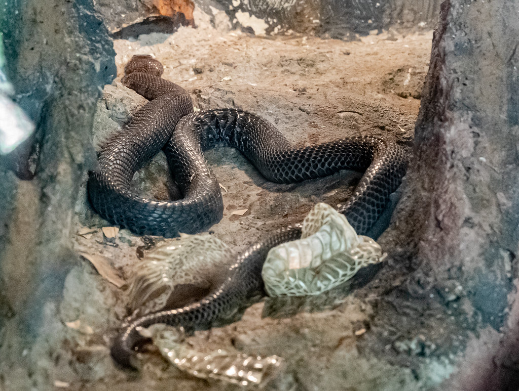 The best of Nairobi Snake Park with complete details - Image 2
