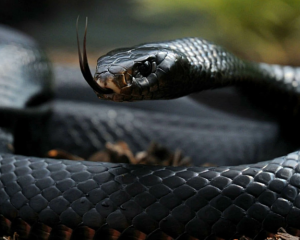 The best of Nairobi Snake Park with complete details