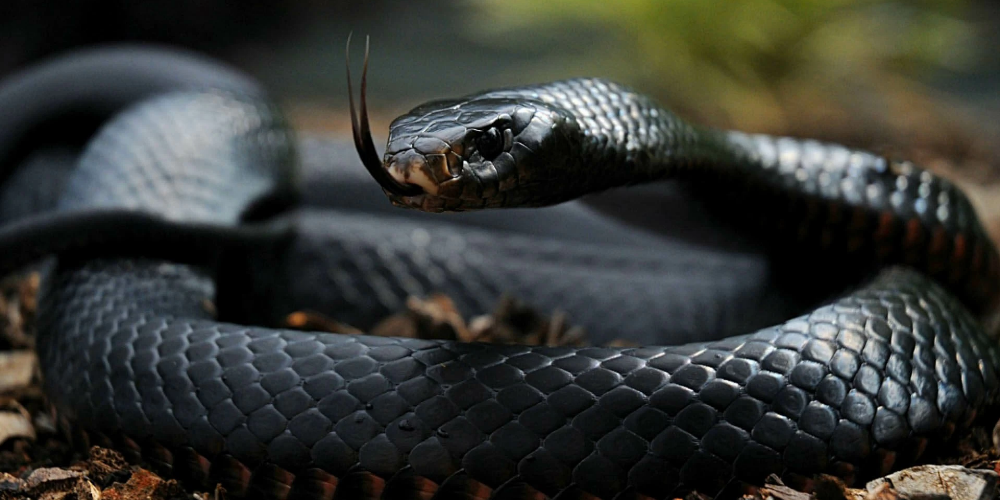 The best of Nairobi Snake Park with complete details