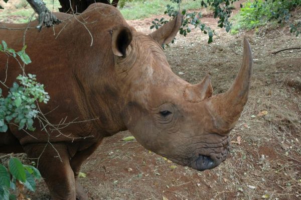 The Nairobi Safari Walk, Nairobi day tour
