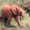 Sheldrick elephant orphanage, Nairobi full day tour